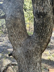 Quercus arizonica