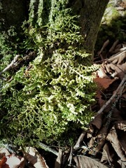 Porella platyphylla