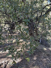 Quercus arizonica