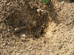 Tandonia sowerbyi
