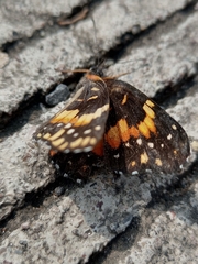 Chlosyne lacinia adjutrix