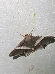 Chiasmia nora