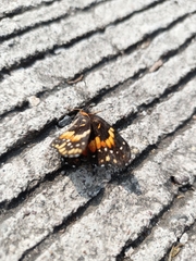 Chlosyne lacinia adjutrix