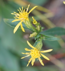 Solidago virgaurea