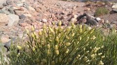 Baccharis sergiloides