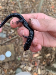 Plethodon chlorobryonis