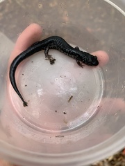 Plethodon chlorobryonis