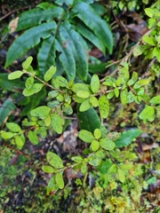 Coprosma colensoi