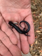 Plethodon chlorobryonis