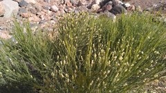 Baccharis sergiloides