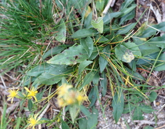 Solidago virgaurea