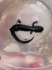 Plethodon chlorobryonis