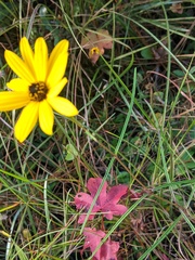 Helianthus angustifolius