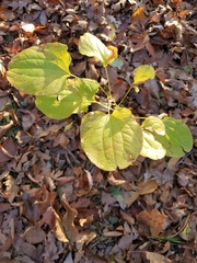 Smilax ecirrhata