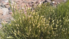 Baccharis sergiloides