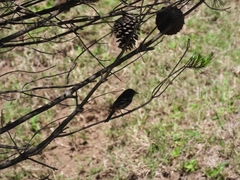Knipolegus aterrimus