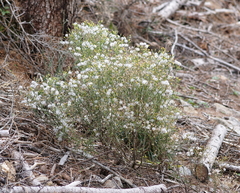 Senecio sylvaticus