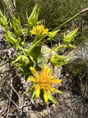 Berkheya cruciata