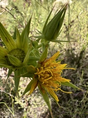 Berkheya cruciata