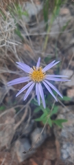 Aster willkommii