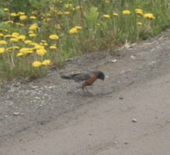 Turdus migratorius