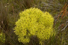 Leucadendron platyspermum