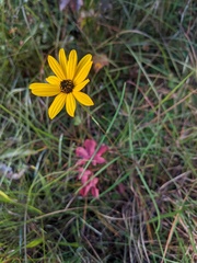 Helianthus angustifolius