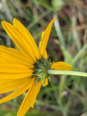 Helianthus angustifolius