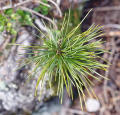 Pinus cembra