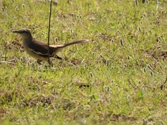 Mimus triurus