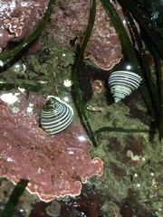 Calliostoma canaliculatum