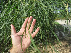 Acacia salicina