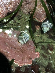 Calliostoma canaliculatum