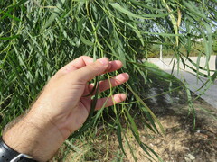 Acacia salicina