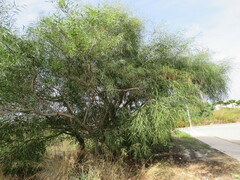 Acacia salicina