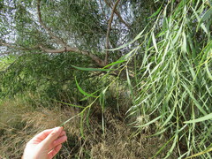 Acacia salicina