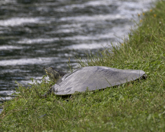Apalone spinifera guadalupensis