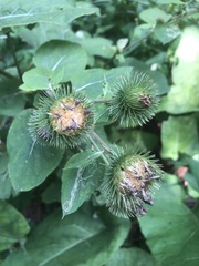 Arctium