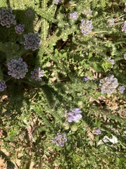 Aspalathus cephalotes