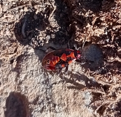 Spilostethus pandurus