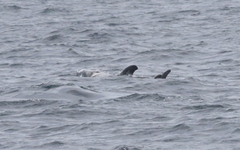 Grampus griseus