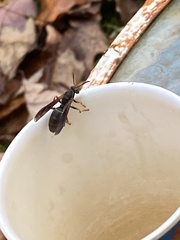 Polistes fuscatus