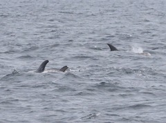 Grampus griseus