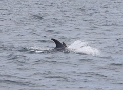 Grampus griseus
