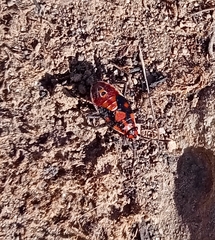 Spilostethus pandurus