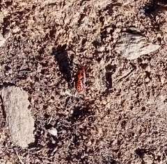 Spilostethus pandurus