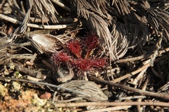 Drosera schmutzii
