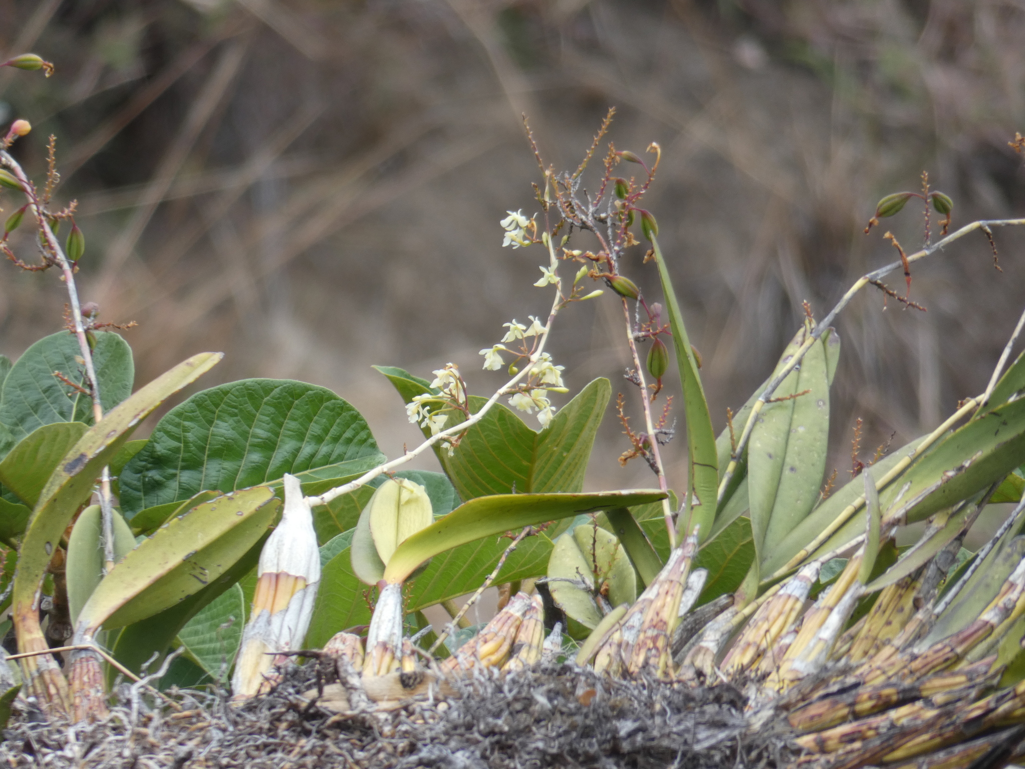 Epidendrum polystachyum image