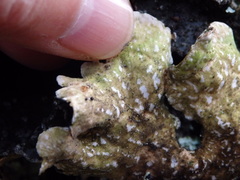 Lobarina scrobiculata