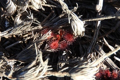 Drosera schmutzii